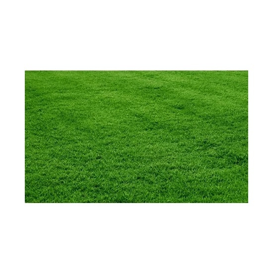 Bermuda Grass (Uganda) Çim Tohumu